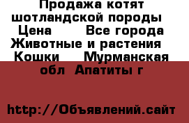 Продажа котят шотландской породы › Цена ­ - - Все города Животные и растения » Кошки   . Мурманская обл.,Апатиты г.